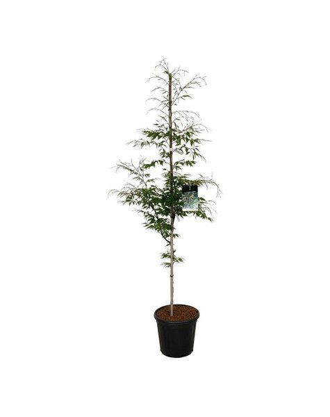 Fagus