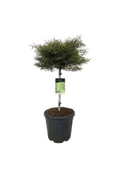 Beukenboom Fagus Mercedes