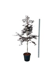 Beukenboom Fagus Midnight Feather