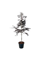 Beukenboom Fagus Midnight Feather
