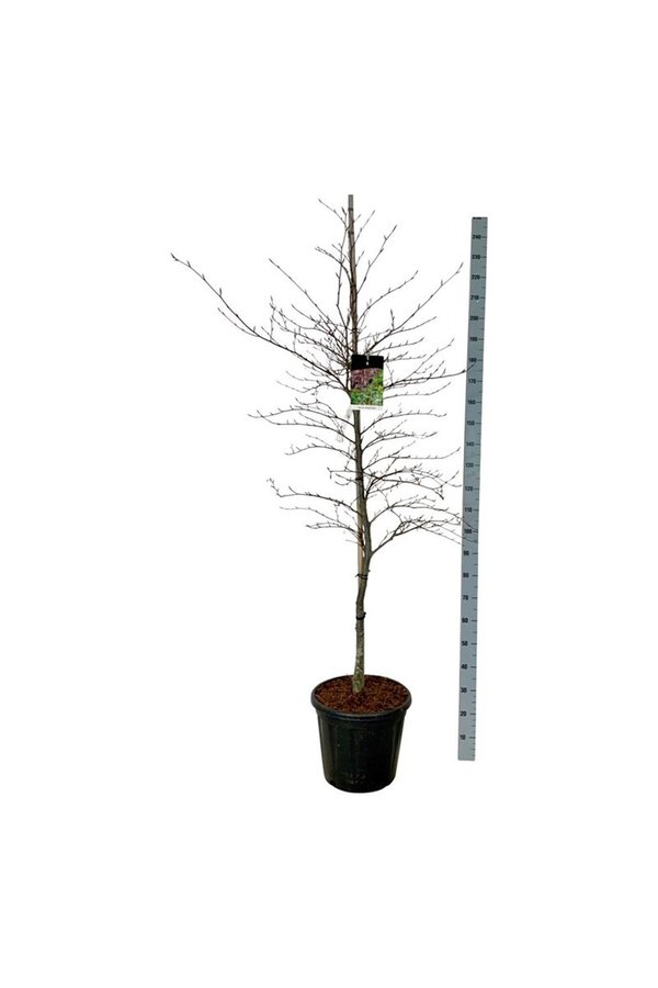 Beukenboom Fagus Midnight Feather