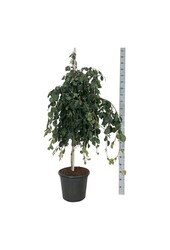 Beukenboom Fagus Pendula