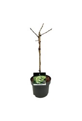 Japanse Notenboom Ginkgo biloba Mariken