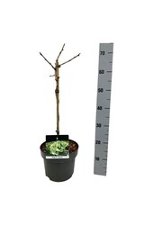 Japanse Notenboom Ginkgo biloba Mariken