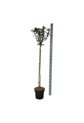 Schoonvrucht Hibiscus Marina