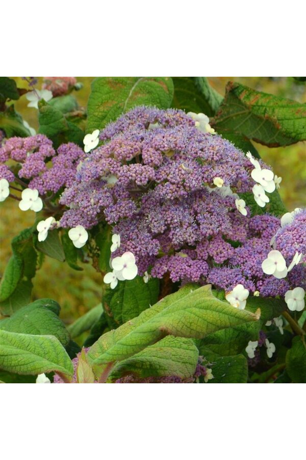 Hortensia Hydrangea Macrophylla