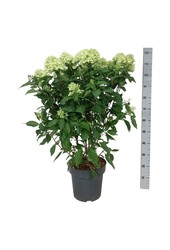 Hortensia Hydrangea Graffiti