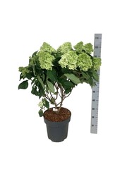 Hortensia Hydrangea Little Fresco