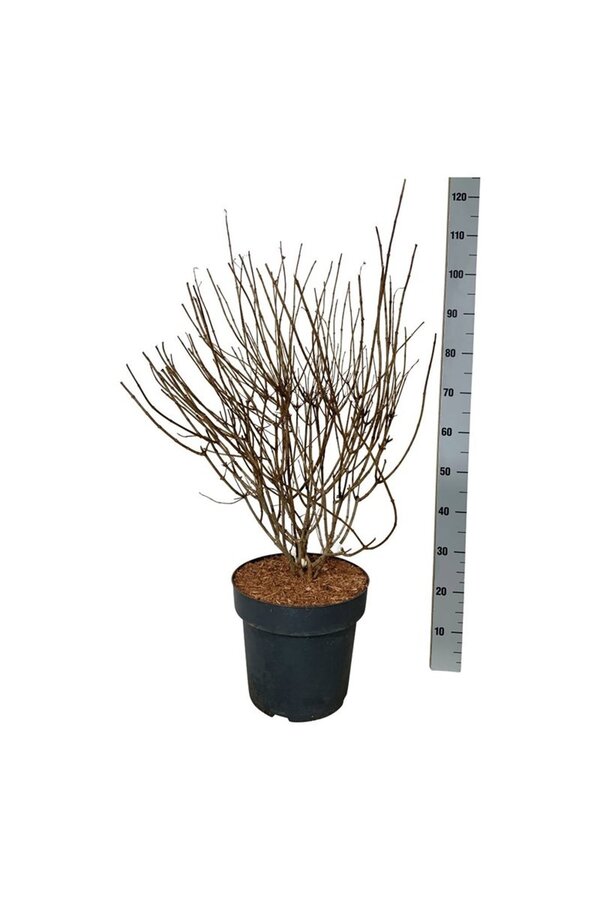 Hortensia Hydrangea Petite Cherry