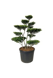 Ilex crenata Blondie