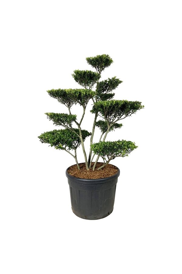 Ilex crenata Blondie