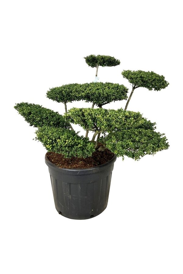 Ilex crenata Convexa