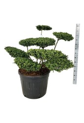 Ilex crenata Convexa