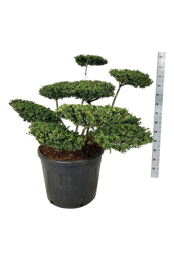 Ilex crenata Convexa