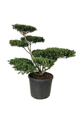 Ilex crenata Convexa