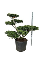 Ilex crenata Convexa
