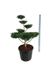 Ilex crenata Green Lustre