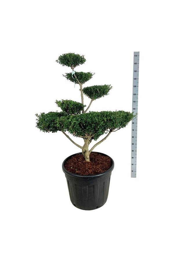 Ilex crenata Green Lustre