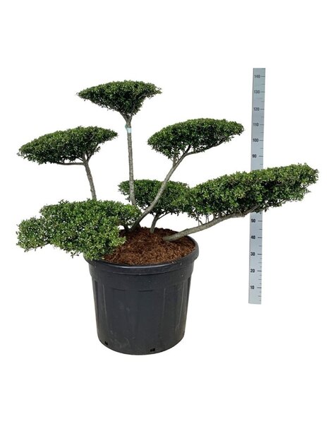 Ilex Crenata