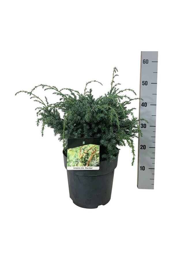Cipres Juniperus Blue Alps