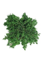 Cipres Juniperus Green Carpet
