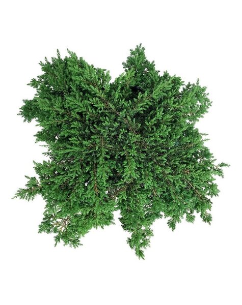 Juniperus