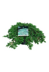 Cipres Juniperus Green Carpet