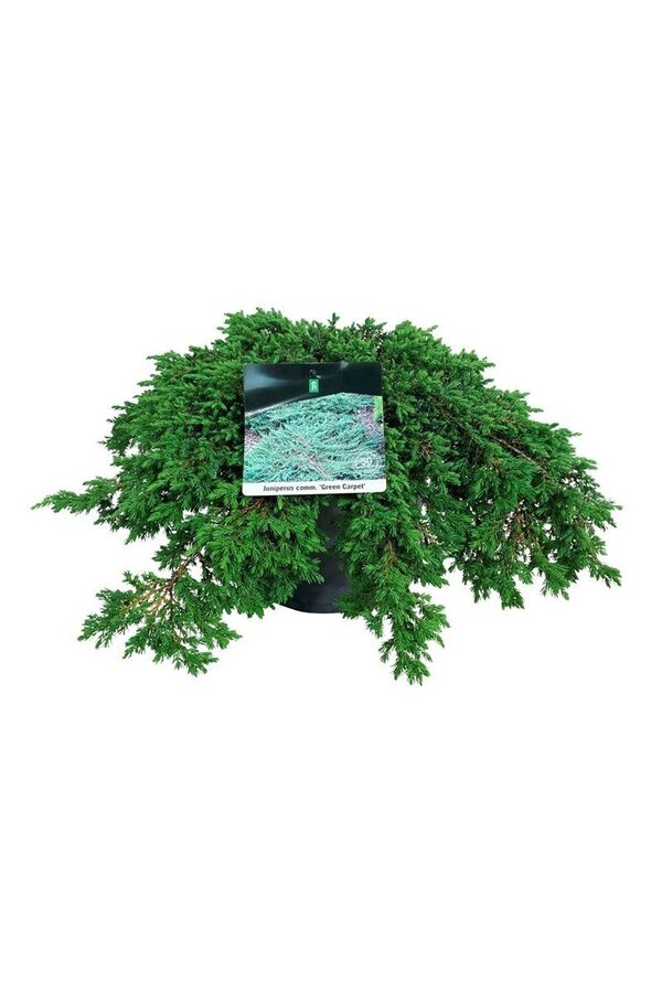 Cipres Juniperus Green Carpet
