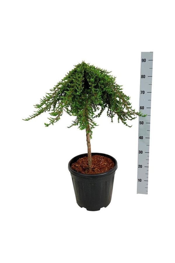 Cipres Juniperus Greenmantle