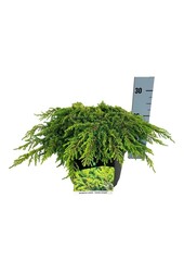 Cipres Juniperus Lemon Carpet