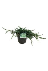 Cipres Juniperus Ristol