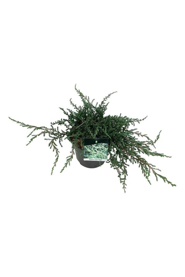 Cipres Juniperus Ristol