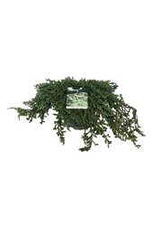 Cipres Juniperus Ristol