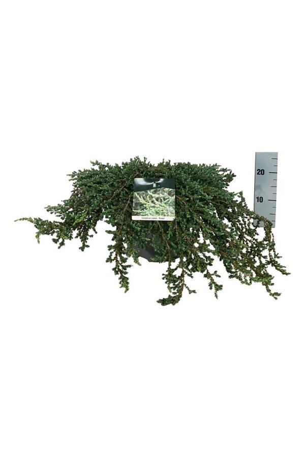 Cipres Juniperus Ristol