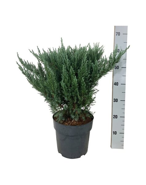 Juniperus