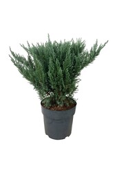 Cipres Juniperus Blue Chiffon