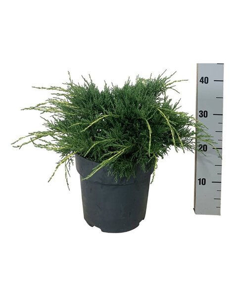 Juniperus