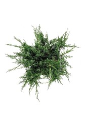 Cipres Juniperus White Splash