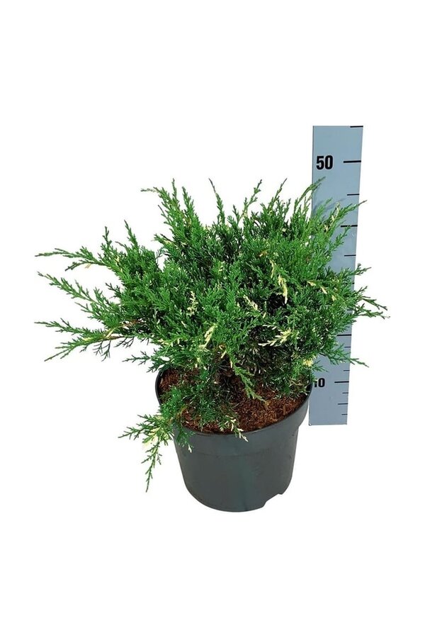 Cipres Juniperus White Splash