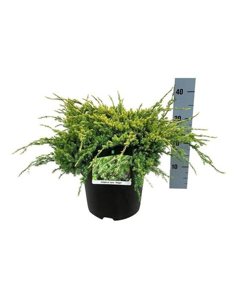 Juniperus