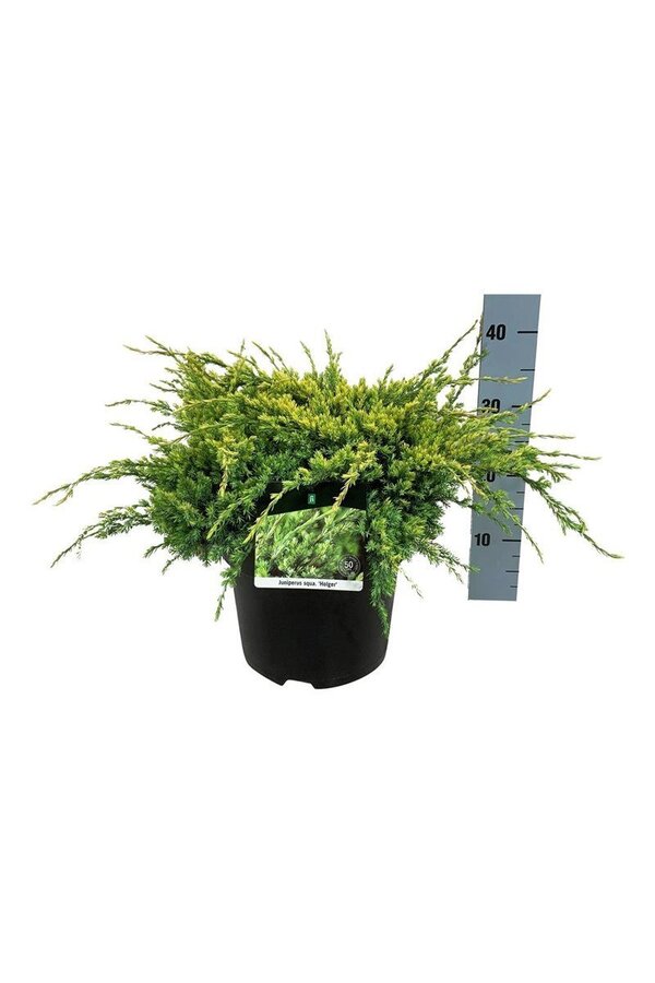 Cipres Juniperus Holger