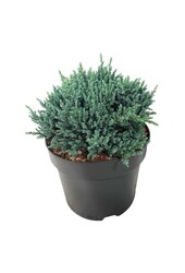 Cipres Juniperus Tropical Blue