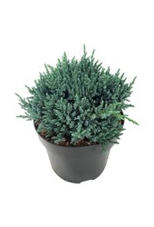 Cipres Juniperus Tropical Blue