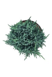Cipres Juniperus Tropical Blue