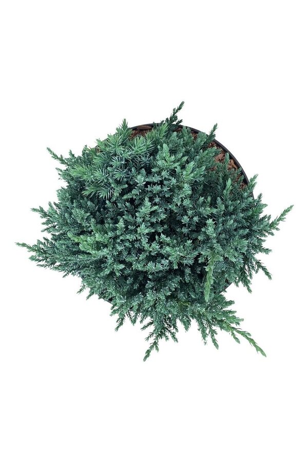 Cipres Juniperus Tropical Blue