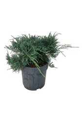 Cipres Juniperus Grey Owl