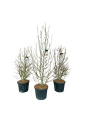 Beverboom Magnolia Gemengd