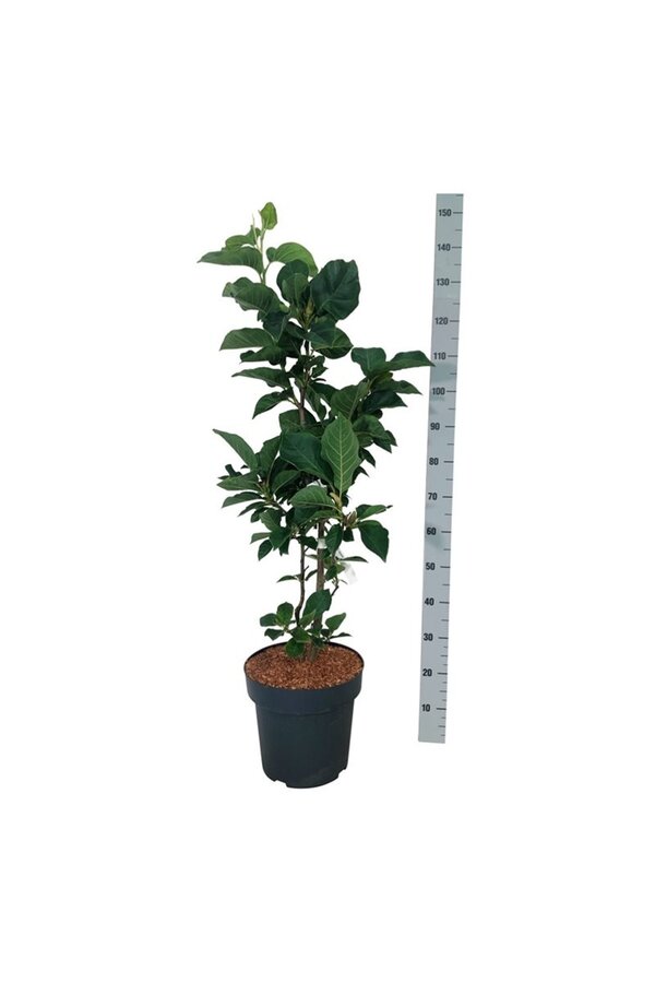 Beverboom Magnolia Cameo