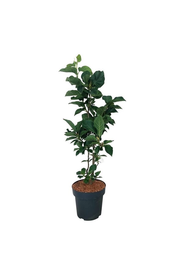 Beverboom Magnolia Cameo