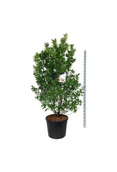 Beverboom Magnolia Susan